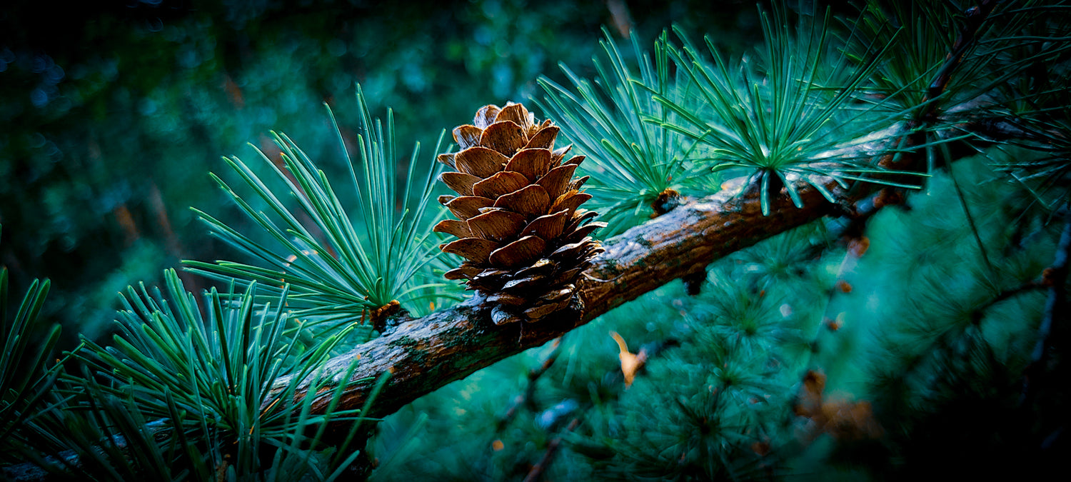 Woodland Walk: Discover Useful Plants and Trees